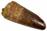 Fossil Spinosaurus Tooth - Feeding Worn Tip #353011-1